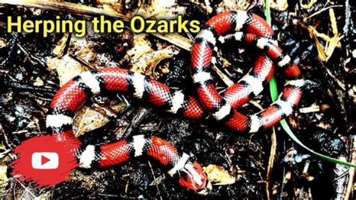 Discover The Fascinating World Of Ozark Snakes