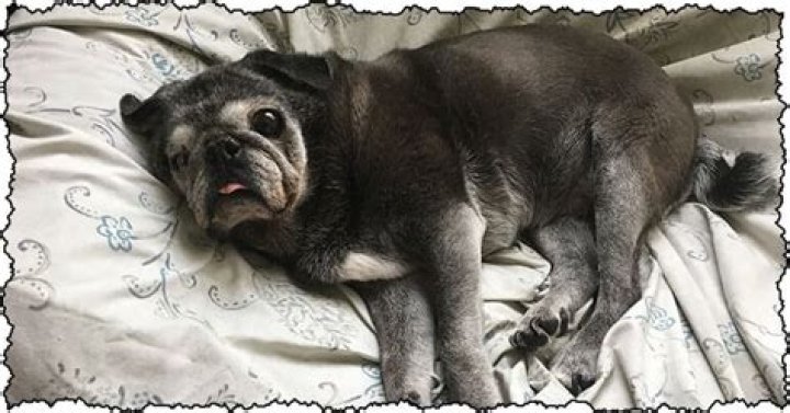 Elderly Pug: Caring For The Needs Of Aging Pugs