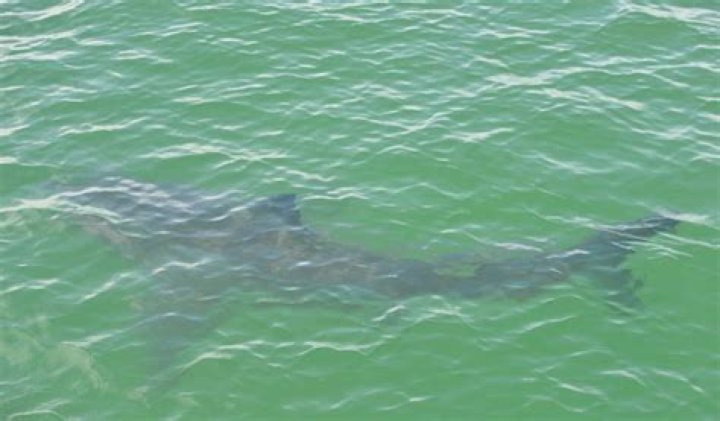 Hilton Head Shark Attack: What You Need To Know