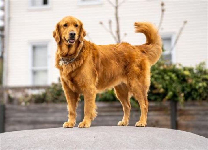The Definitive Guide To Dustin's Demodog
