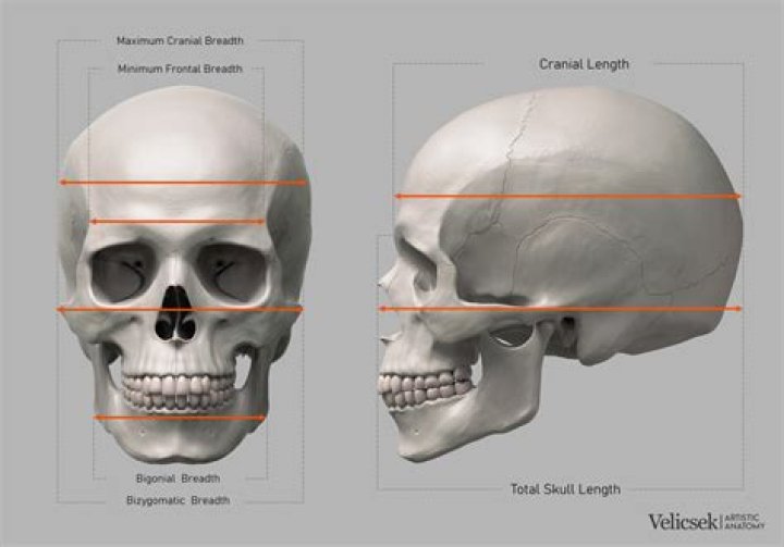 The Essential Guide To Pug Craniums: Shape, Features, And Health