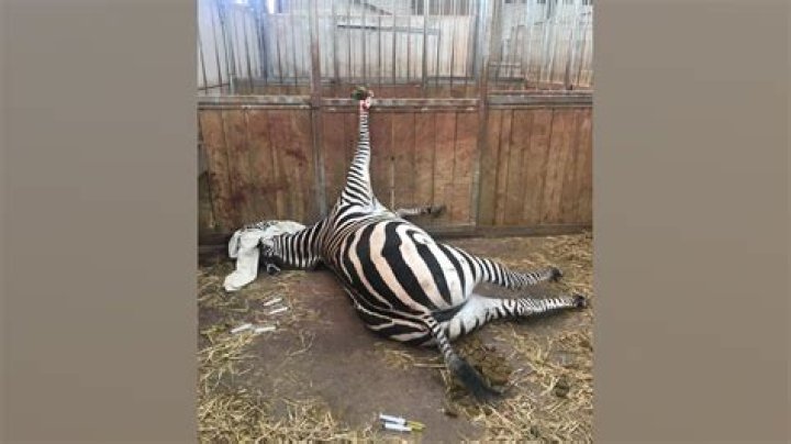 The Horrific Cruelty Of Bird Abuse: A Call To Action