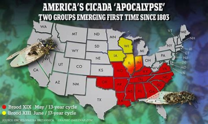 The Impending Cicada Apocalypse: A Swarm Of Billions Approaches