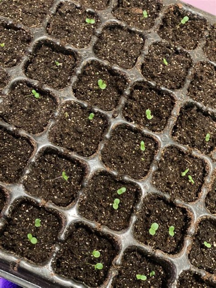 The Ultimate Guide To Successful Pansy Germination: A Comprehensive Handbook