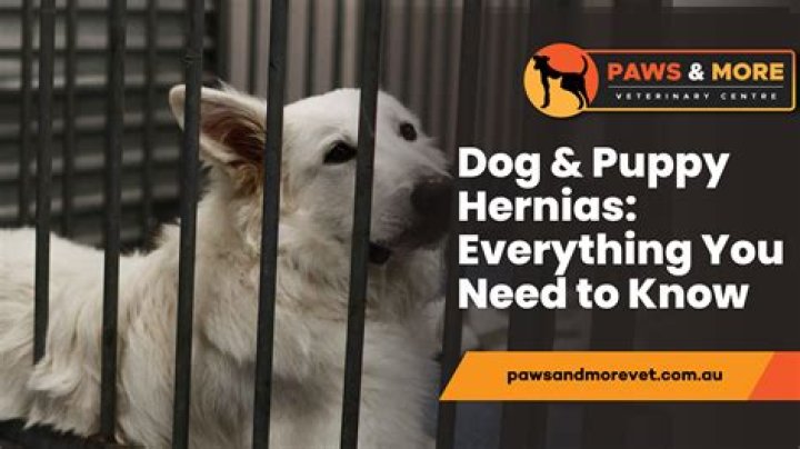 The Ultimate Pet Favorites: Everything You Need To Know